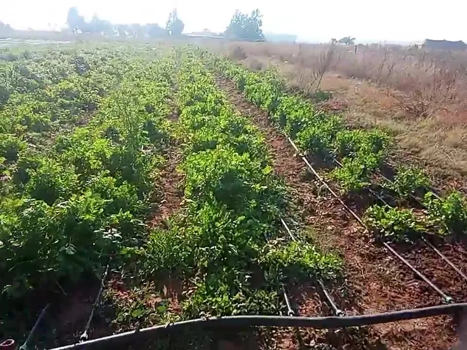 Drip-Irrigated Coriander