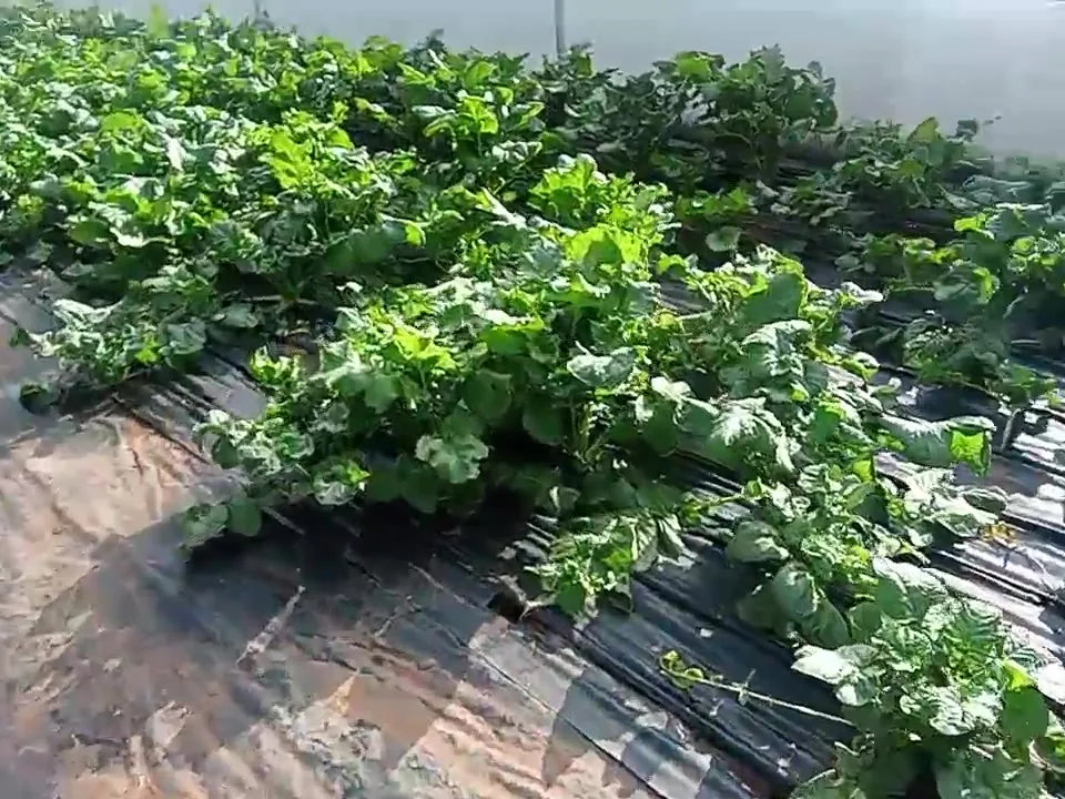 Inside Our Greenhouse