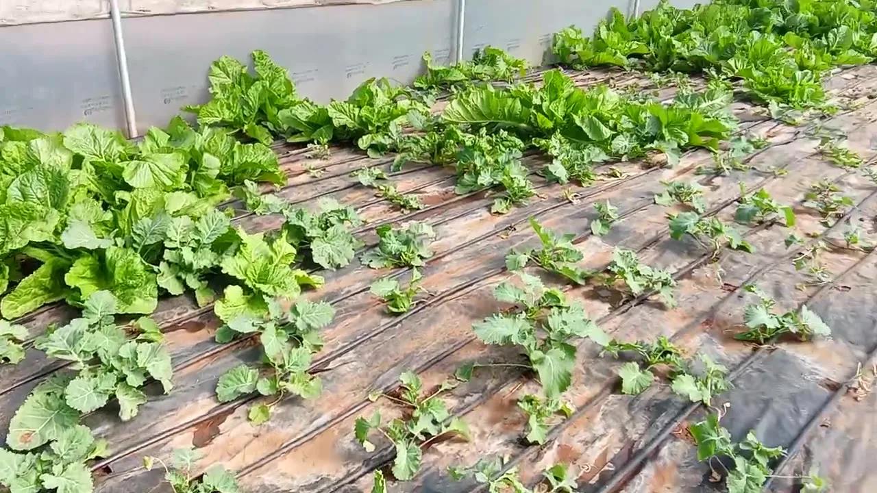 Inside Our Greenhouse